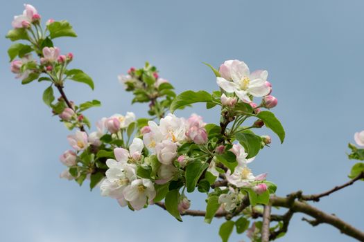 Apple blossoms on a background of blue sky. Spring flowers.