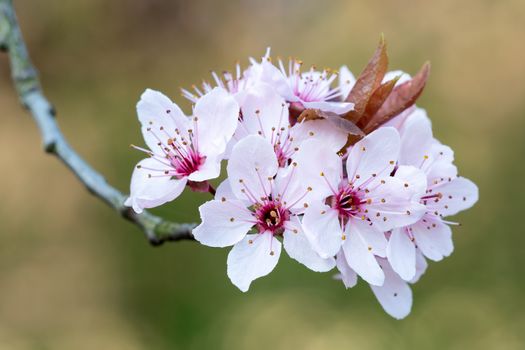 Spring cherry blossoms, pink flowers.