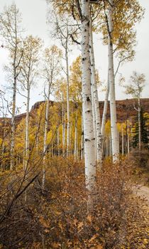 Quacking Aspen (Populus tremuloides) photographed during fall in the Manti-La Sal National Forest. Utah