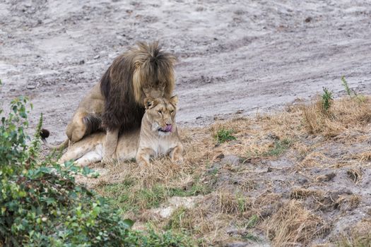 two mating lions male and female during safari
