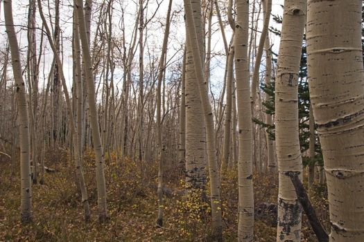 Quacking Aspen (Populus tremuloides) photographed during fall in the Manti-La Sal National Forest. Utah