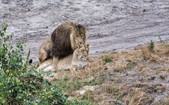 two mating lions male and female during safari