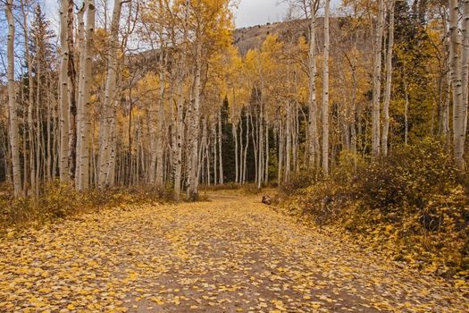 Quacking Aspen (Populus tremuloides) photographed during fall in the Manti-La Sal National Forest. Utah