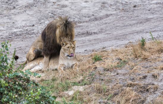 two mating lions male and female during safari