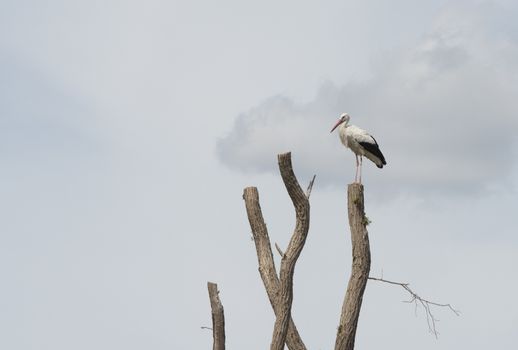 adult stork bird standing on a pole, the adult stork has a red beak