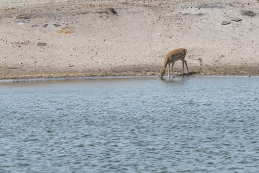 mesopotamian fallow deer drinking water during hot summer evening