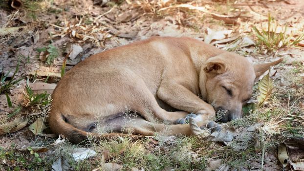 homeless little brown dog sleeping on the ground