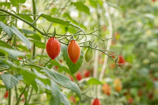 Fresh ripe tomatoes with green leaves growing on a branch in a garden