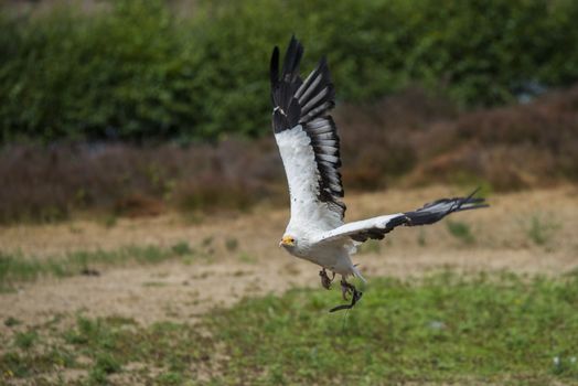 neophron percnopterus or vulture during flight during flight show in safari park beekse bergen in holland
