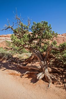 Utah Juniper (Juniperus, osteosperma) in Manti-La Sal National Forest. Utah United states of america