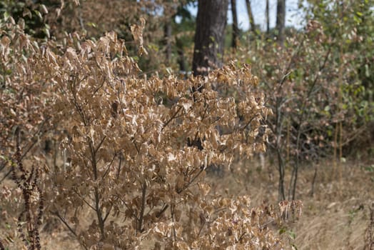 shrubs lose all the leaves in july by the huge drying of this summer