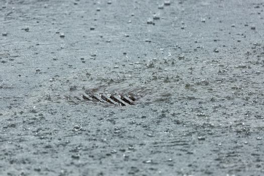 Rainwater Flowing into Storm drain close up.