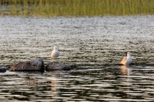 Two Common Gulls in Water with Rocks.