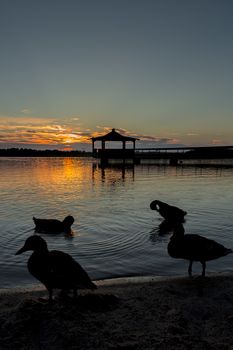 Gazebo in Lake with Mallard Ducks in Water at Sunset.