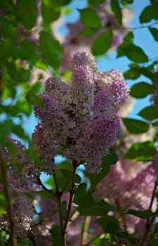Lilac tree blooming violet flowers during spring time