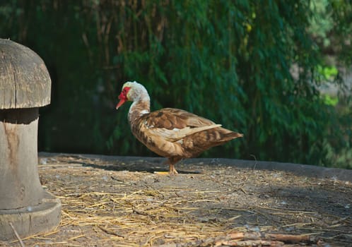 One Duck standing in front of trees