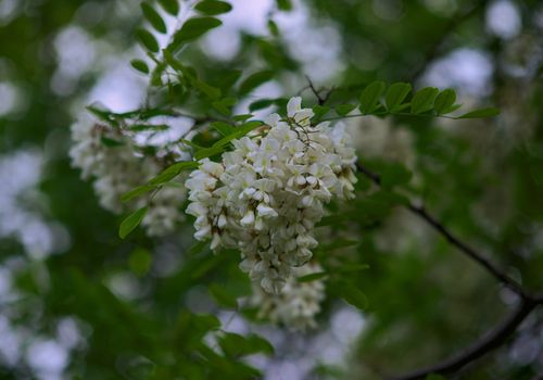 pseudacacia blooming white flowers during spring time, closeup