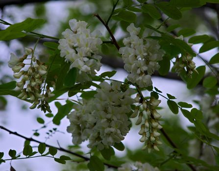 pseudacacia blooming white flowers during spring time, closeup