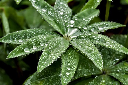 round dew drops on green plant leaves in the early morning in cloudy weather, soft focus