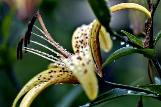 yellow tiger Lily with raindrops on the petals early cloudy morning, soft focus