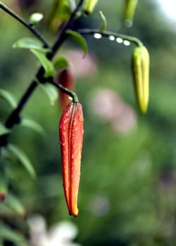 orange tiger Lily buds with raindrops on the petals early cloudy morning, soft focus