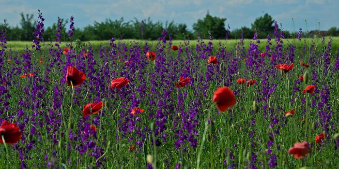 Field plants with red and purple flowers in full bloom