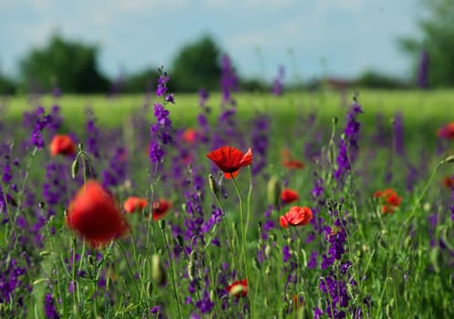 Poppy flower in focus, surrounded with field plants with red and purple flowers in full bloom