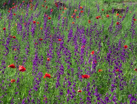 Field plants with red and purple flowers in full bloom