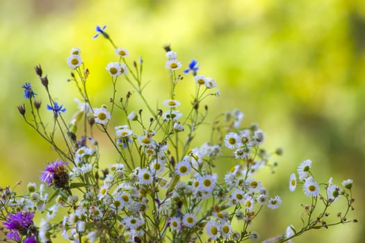 Field flowers chamomile and cornflower. Beautiful flower natural green background. Nature summer floral plants wallpaper