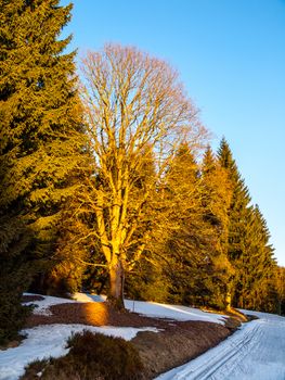 Late winter cross country skiing tracks. Rest of snow on sunny evening near Kristianov village, Jizera Mountains, Czech Republic.