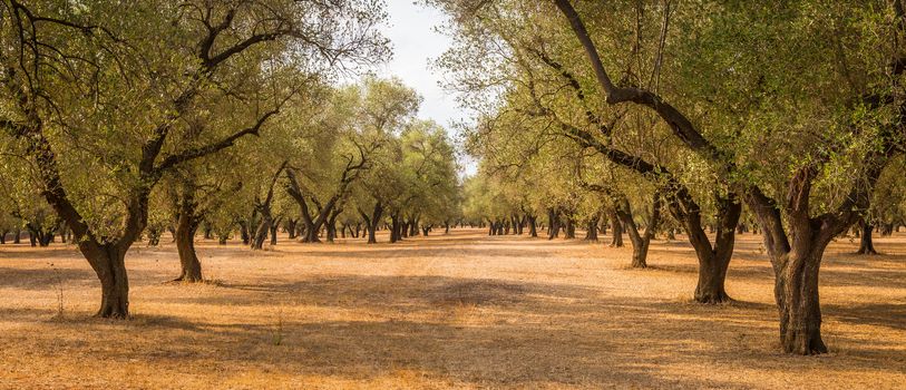 Italy, Puglia region, south of the country. Traditional plantation of olive trees.