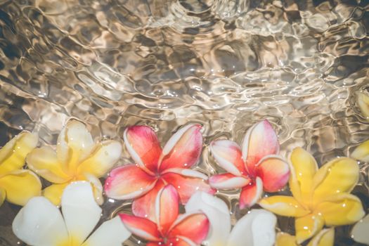 Frangipani flowers colorful tropical scent on water treatment in the health spa is illustrated and paste text.
