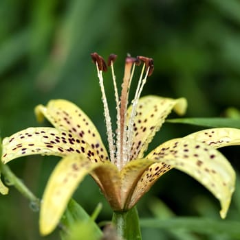 yellow tiger Lily with raindrops on the petals early cloudy morning, soft focus