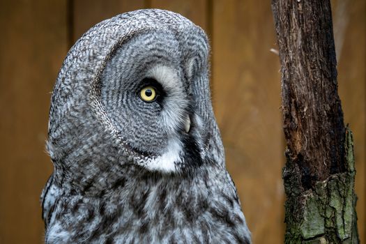 Great grey owl (Strix nebulosa)