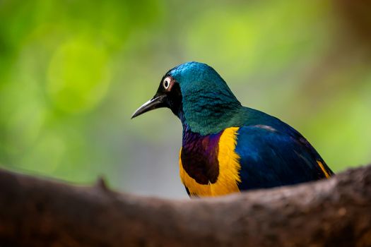 Golden breasted Starling, Cosmopsarus regius, Glossy Starling sitting on the tree branch. Beautiful shiny bird in the green forest.