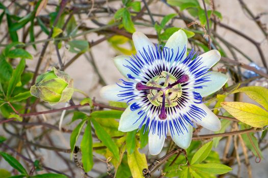 Blooming blue Passion Flower. Beautiful Passiflora Caerulea also known as Passion Flower