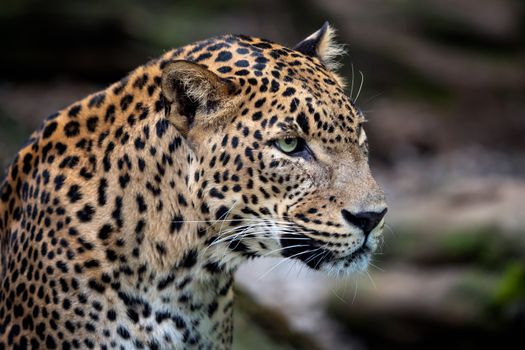 Ceylon leopard, Panthera pardus kotiya, Big spotted cat