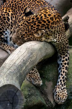 Ceylon leopard, Panthera pardus kotiya, Big spotted cat