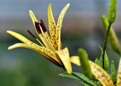 yellow tiger Lily with raindrops on the petals early cloudy morning, soft focus