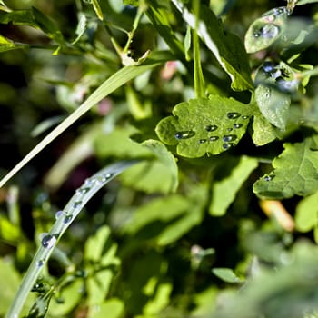 round dew drops on green plant leaves in the early morning in cloudy weather