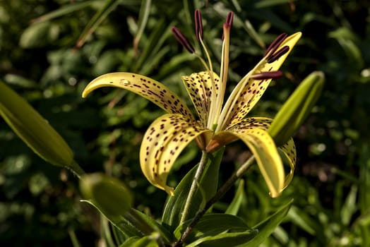 yellow tiger Lily with raindrops on the petals early morning, soft focus