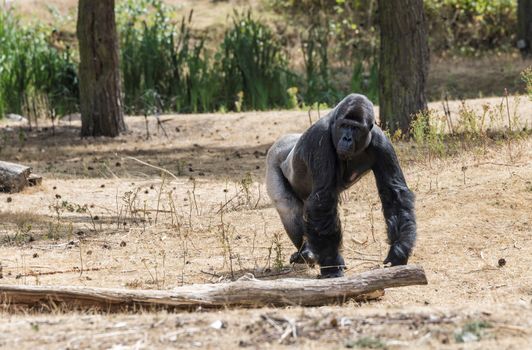 big gorilla ape showing his power outside in dry hot summer