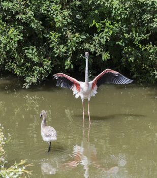 a large flamingo with the wings wide and a baby flamingo in the water