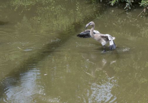 young baby flamingo bird try to fly from the water