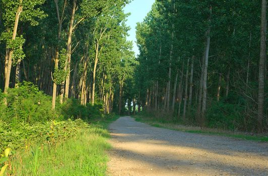 Gravel road going throughout forest during sunset
