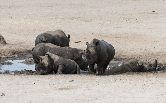 group of hippo playing and resting in the mud