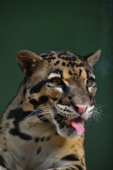 Close up front portrait of young clouded leopard (neofelis nebulosa) looking at camera with mouth open and showing tongue, low angle view