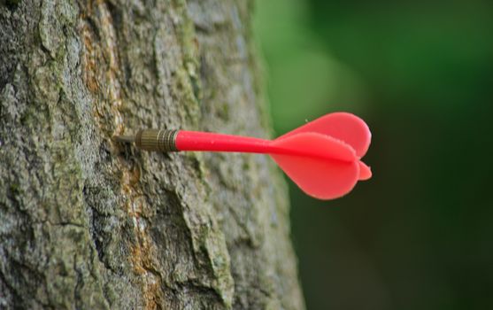 Orange dart stick in tree trunk, closeup