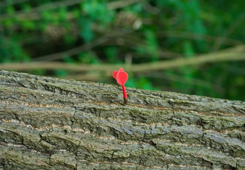 Orange dart stick in tree trunk, closeup