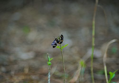 Butterflies facing each other while standing on branchlet